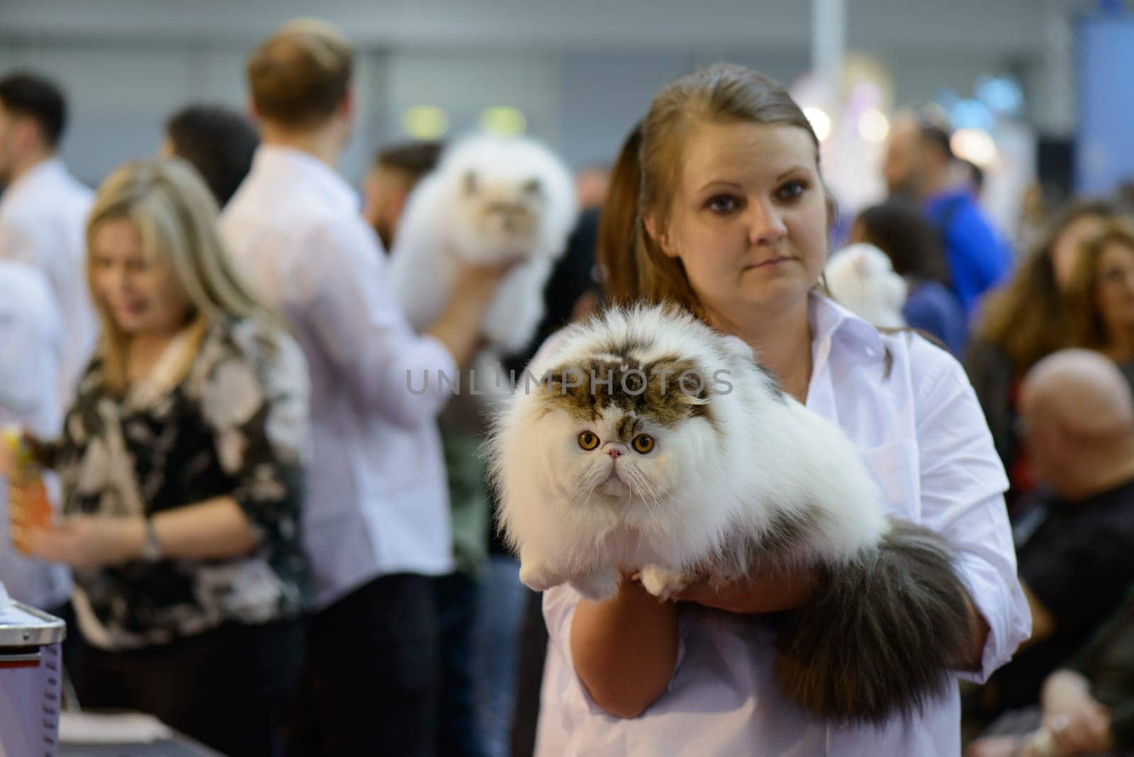 A girl sohwing her wonderful British shorthair