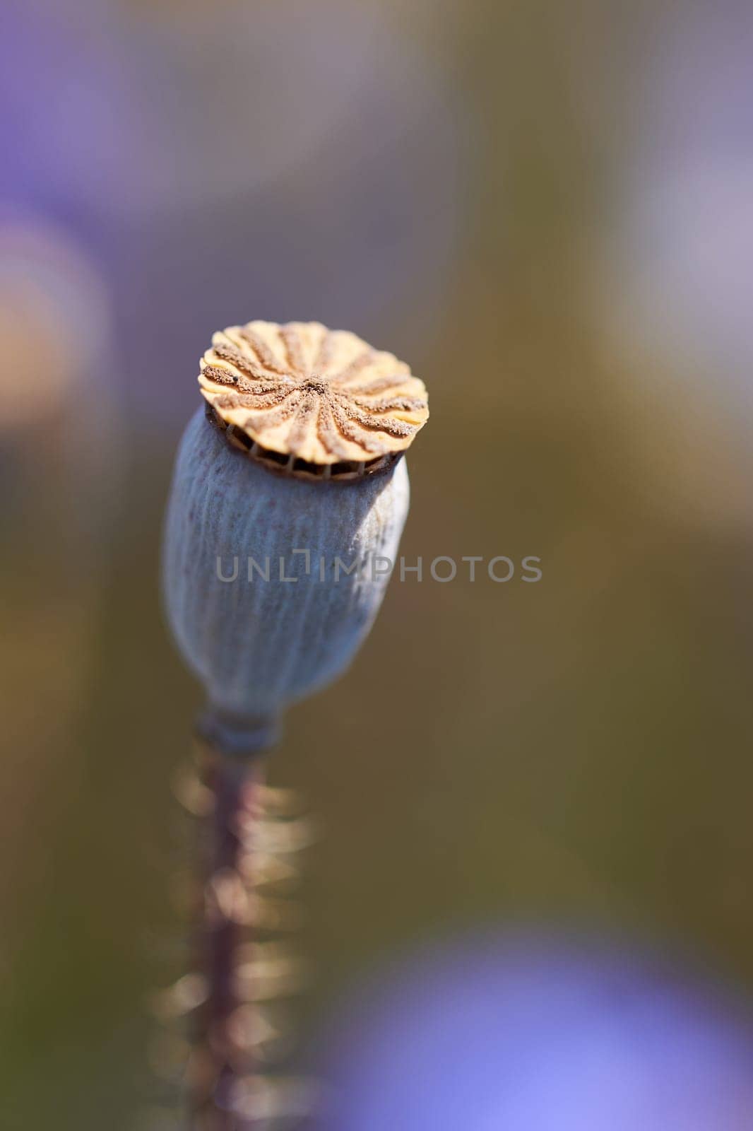Fruit capsule from poppy in a closeup