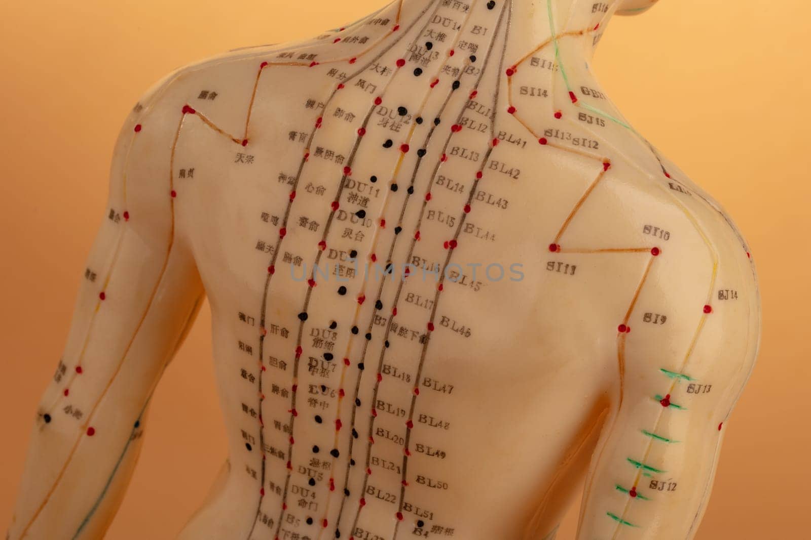 Acupuncture Model isolated on beige background