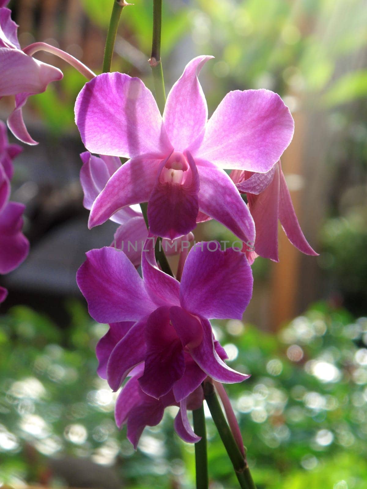 Close up beautiful red orchid flower in shiny garden with light beam in Phuket Thailand