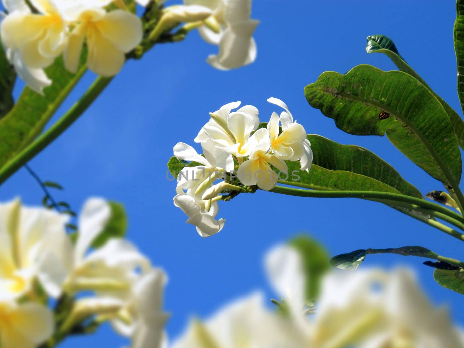 Close up beautiful white orchid family flowers over blue sky in Phuket, Thailand