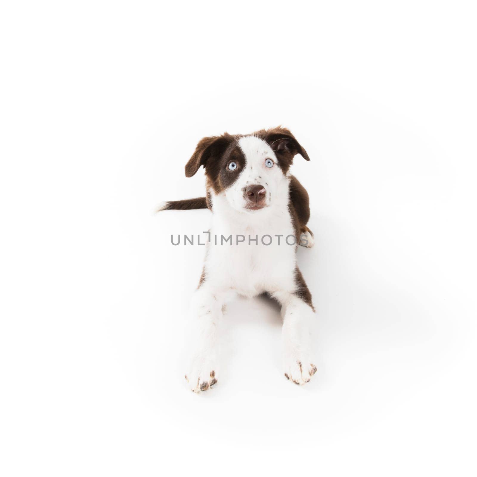 Cute mismarked red tri Miniature Australian Shepherd puppy isolated on white.