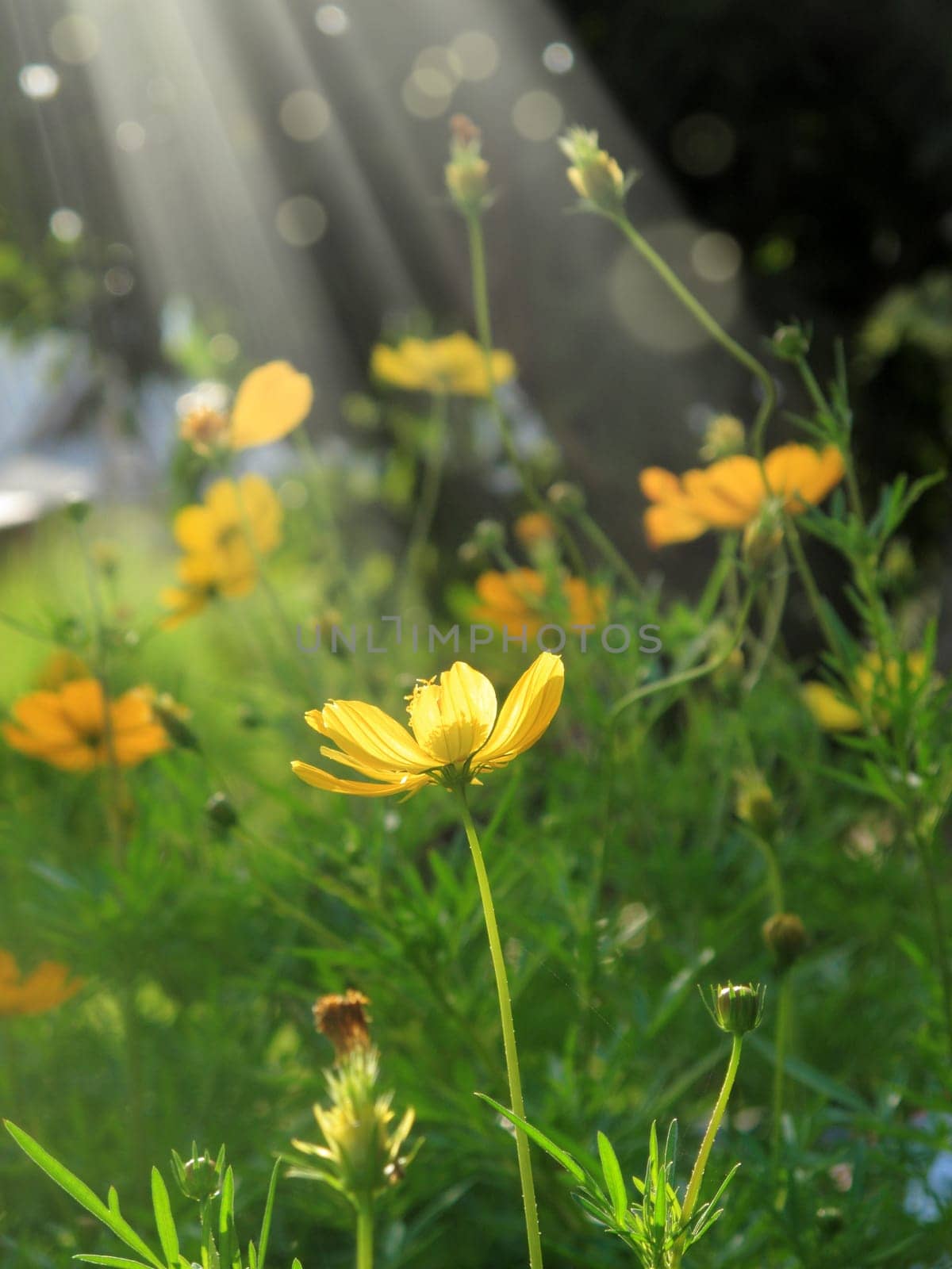 Close up Yellow daisy family flowers in springtime in garden with light beam