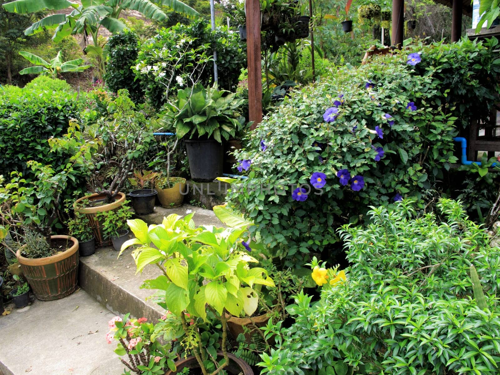 Close up group of potted flowers arrangement in garden in Thailand