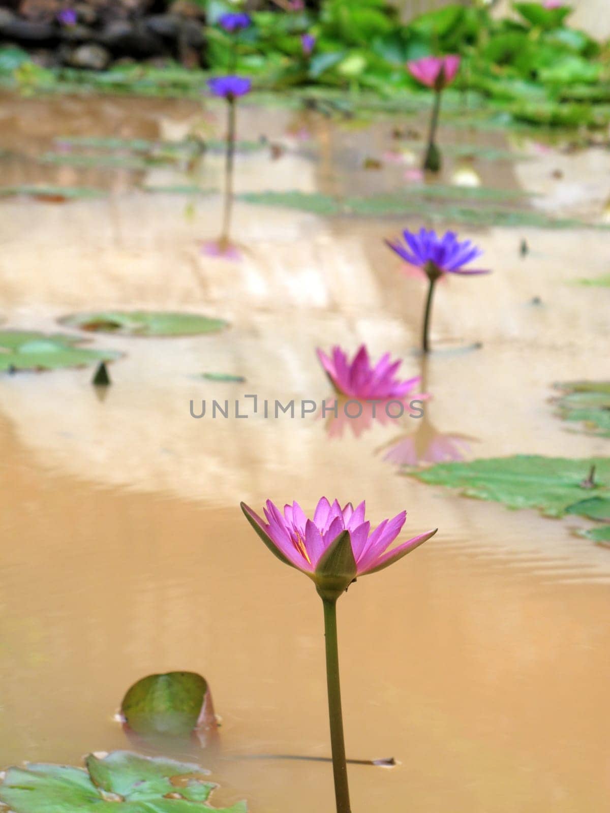 Close up beautiful colorful lotus water lily flowers on water pond in garden