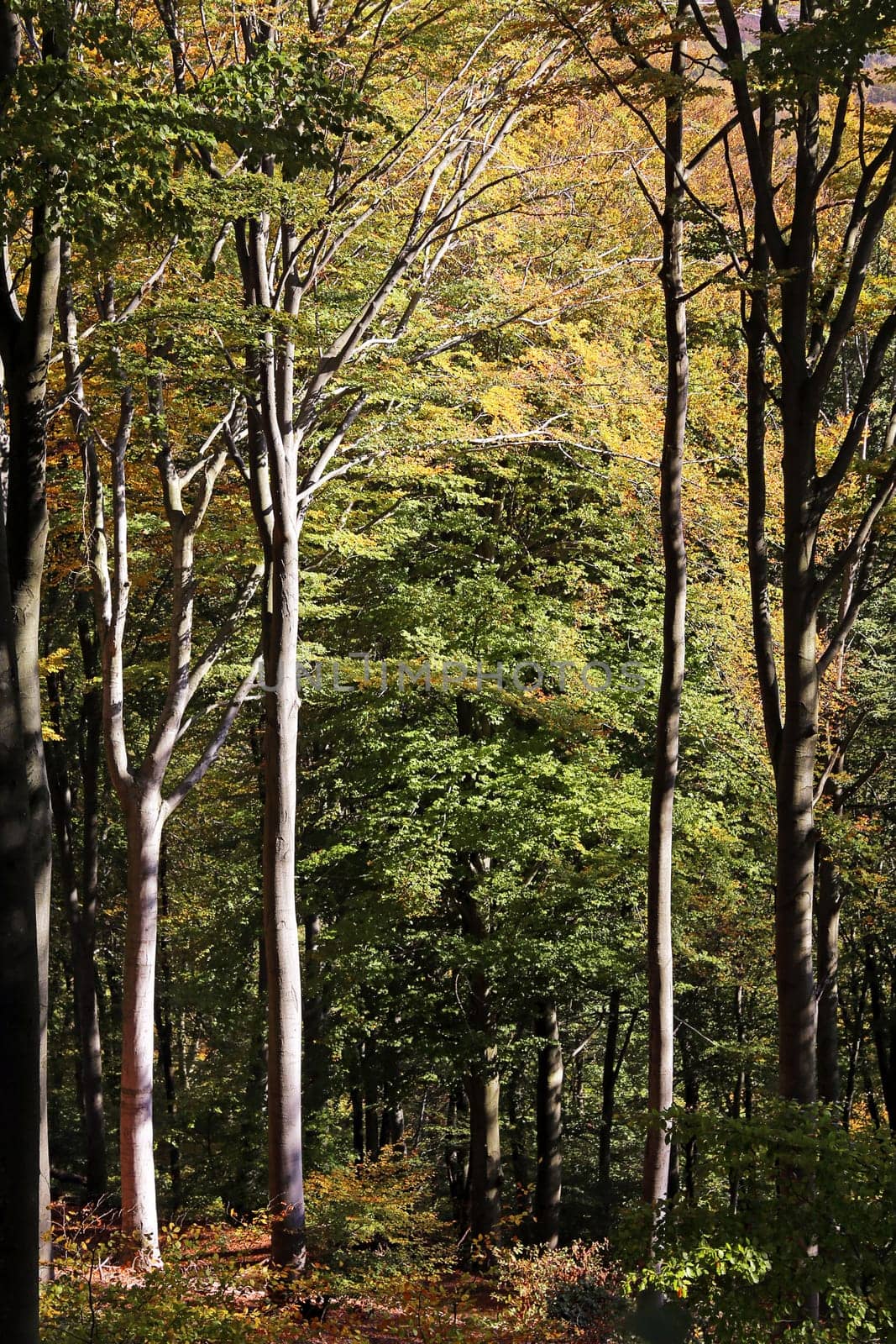 Red beech forest in autumn at the Heiligenberg in Heidelberg