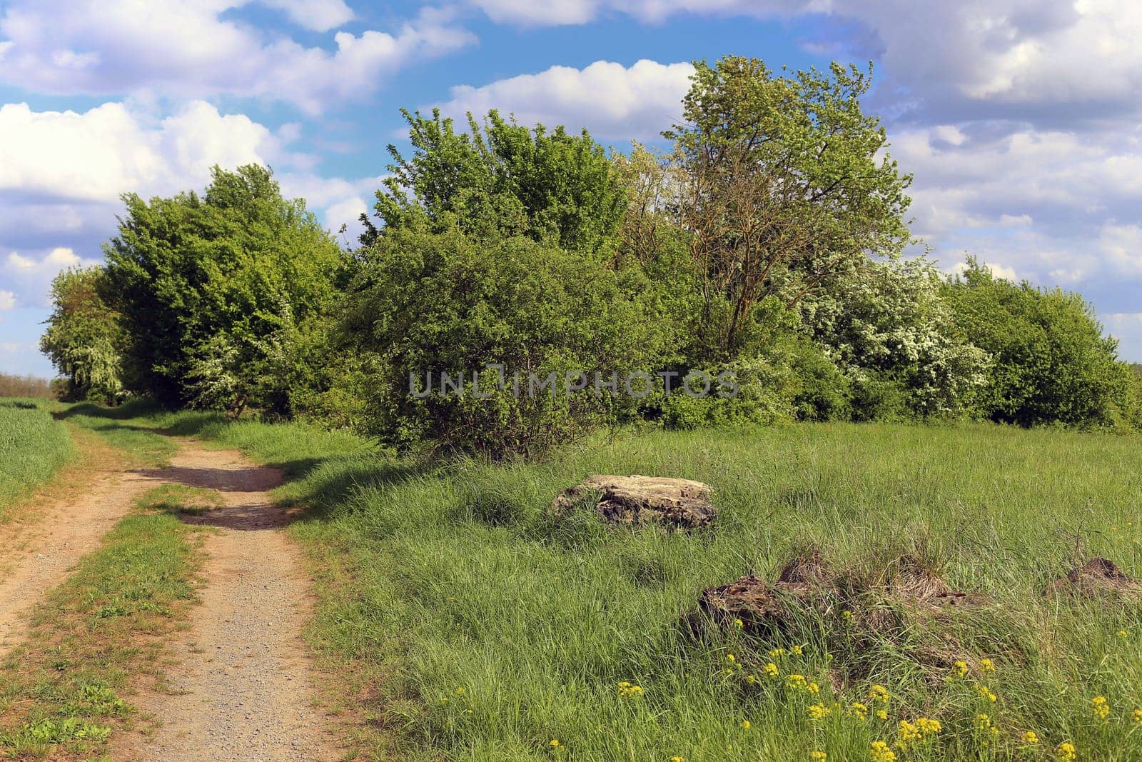 Field woods in the agricultural landscape of the Kraichgau