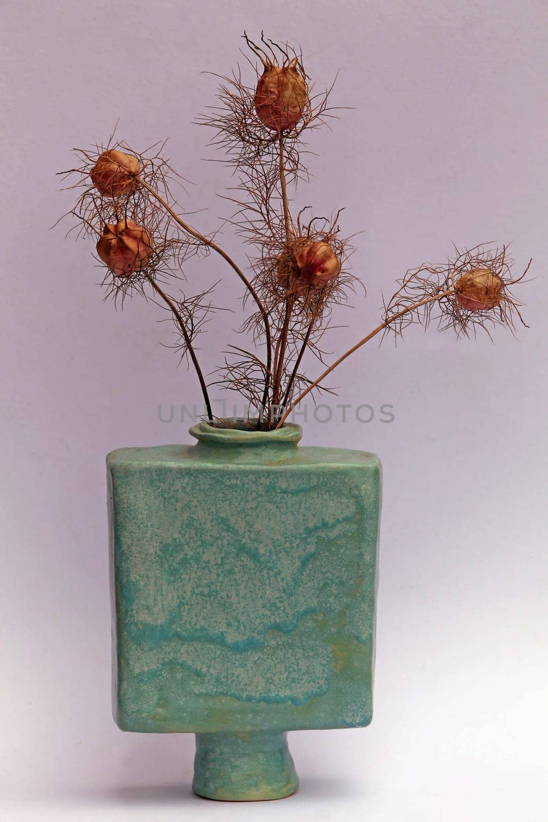 Vase with seed pods of the spinster in the green
