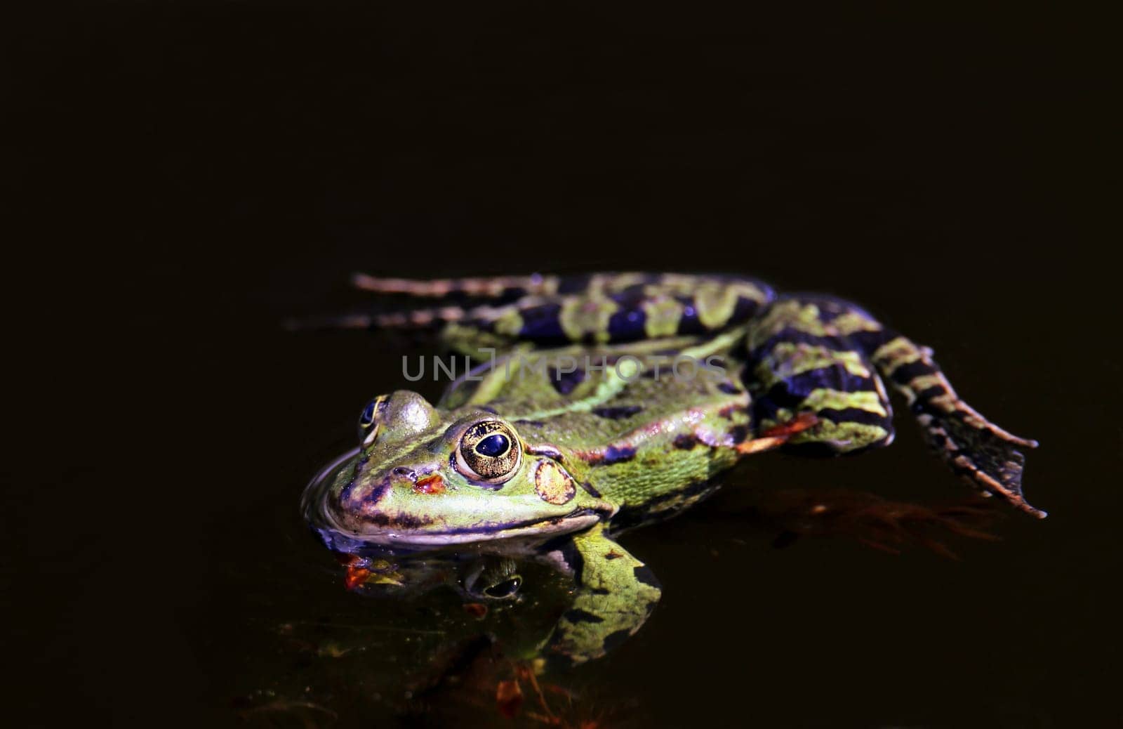 Pond frog Pelophylax esculenta in close-up