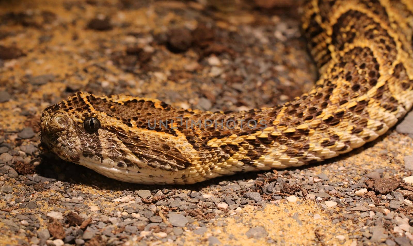 Puff adder Bitis arietans