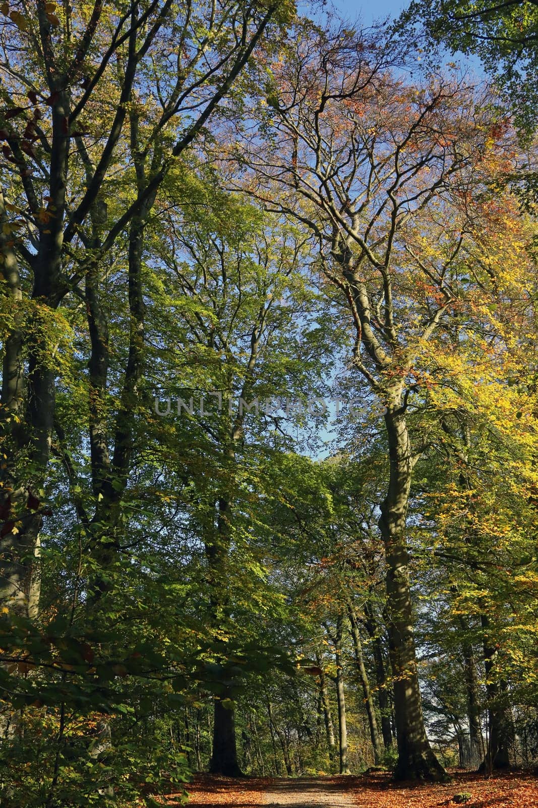 In the autumnal beech forest on the Heiligenberg in Heidelberg