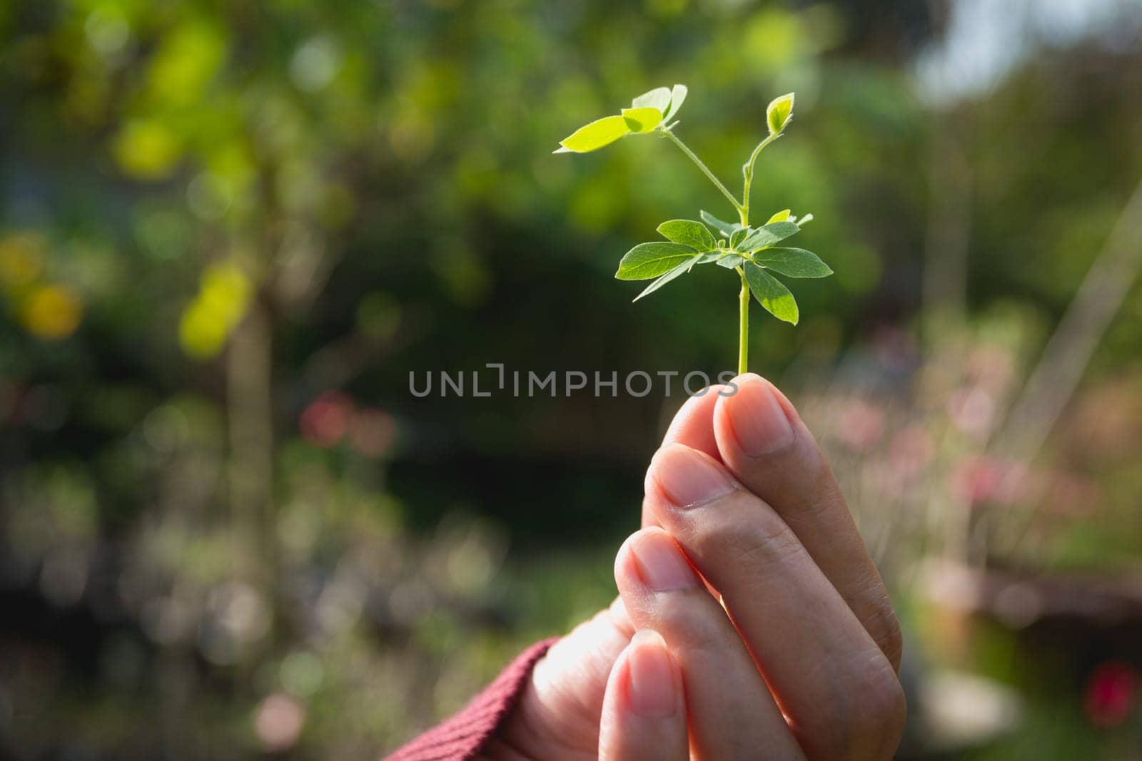 Human hands holding green small plant life concept. Ecology concept.