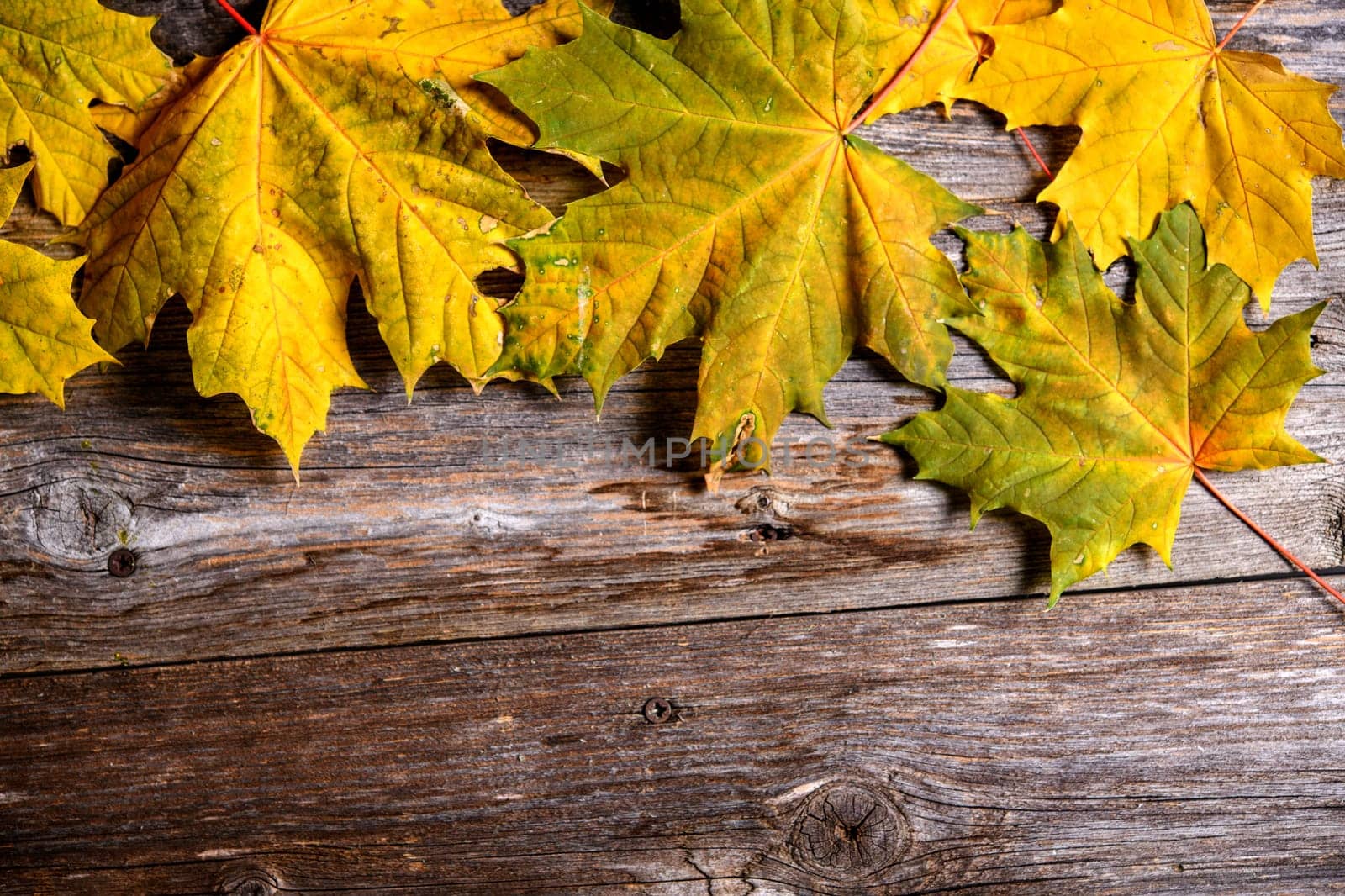 fall-still life with yellow maple leaves on wooden ground