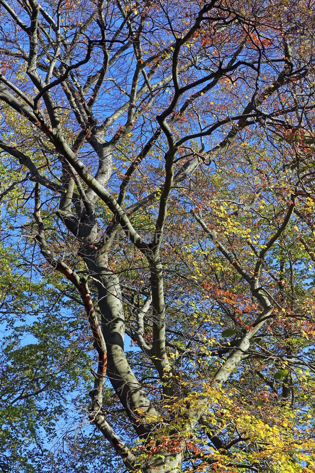 View into the treetop of a European beech Fagus sylvatica