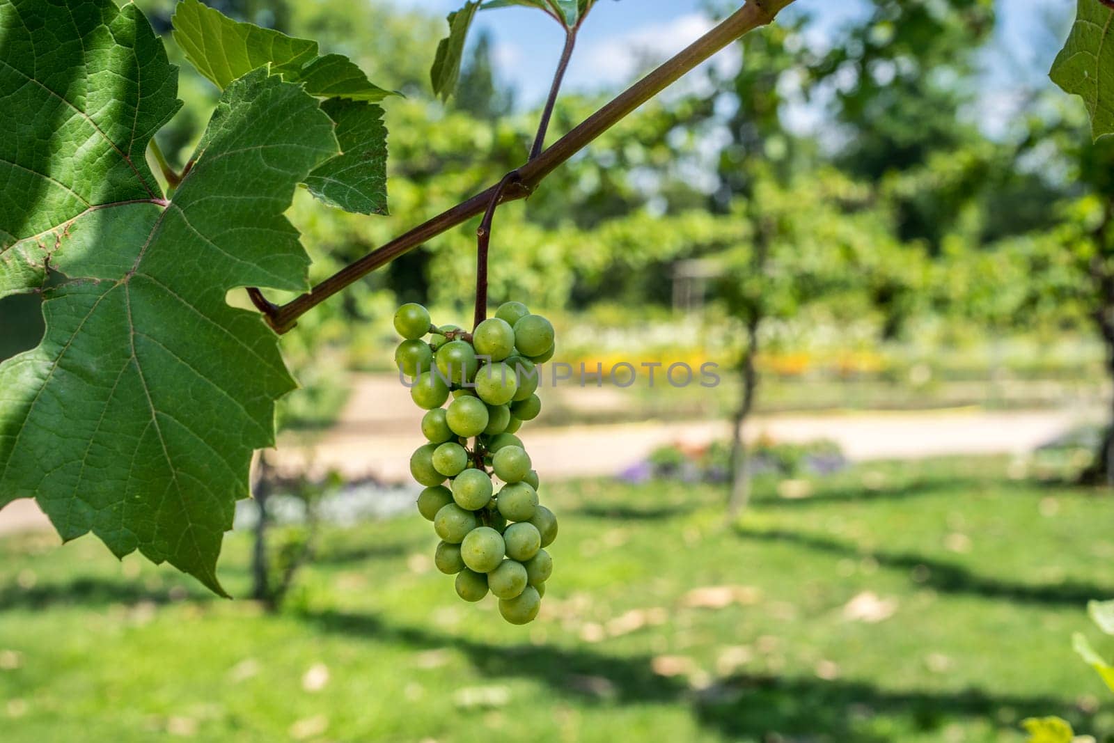 Green Organic Grapes hanging from the vine with the old tree trunks in the summer
