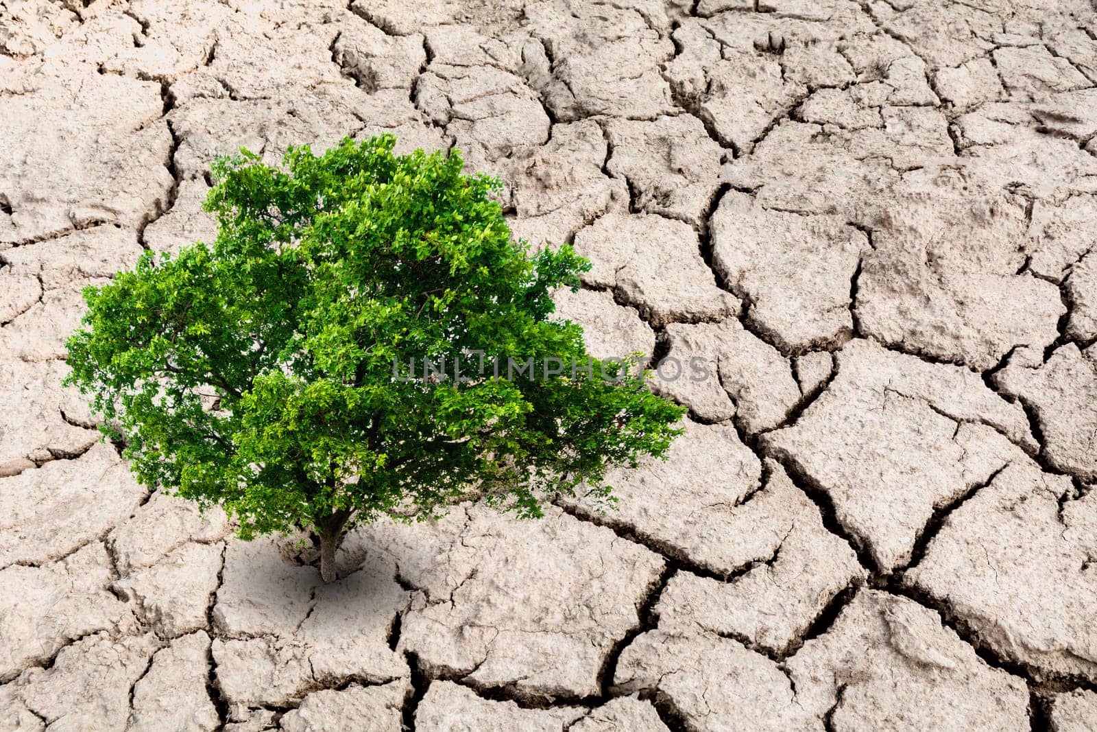 A tree on desolate land. Tree on dry earth, ecology disaster.
