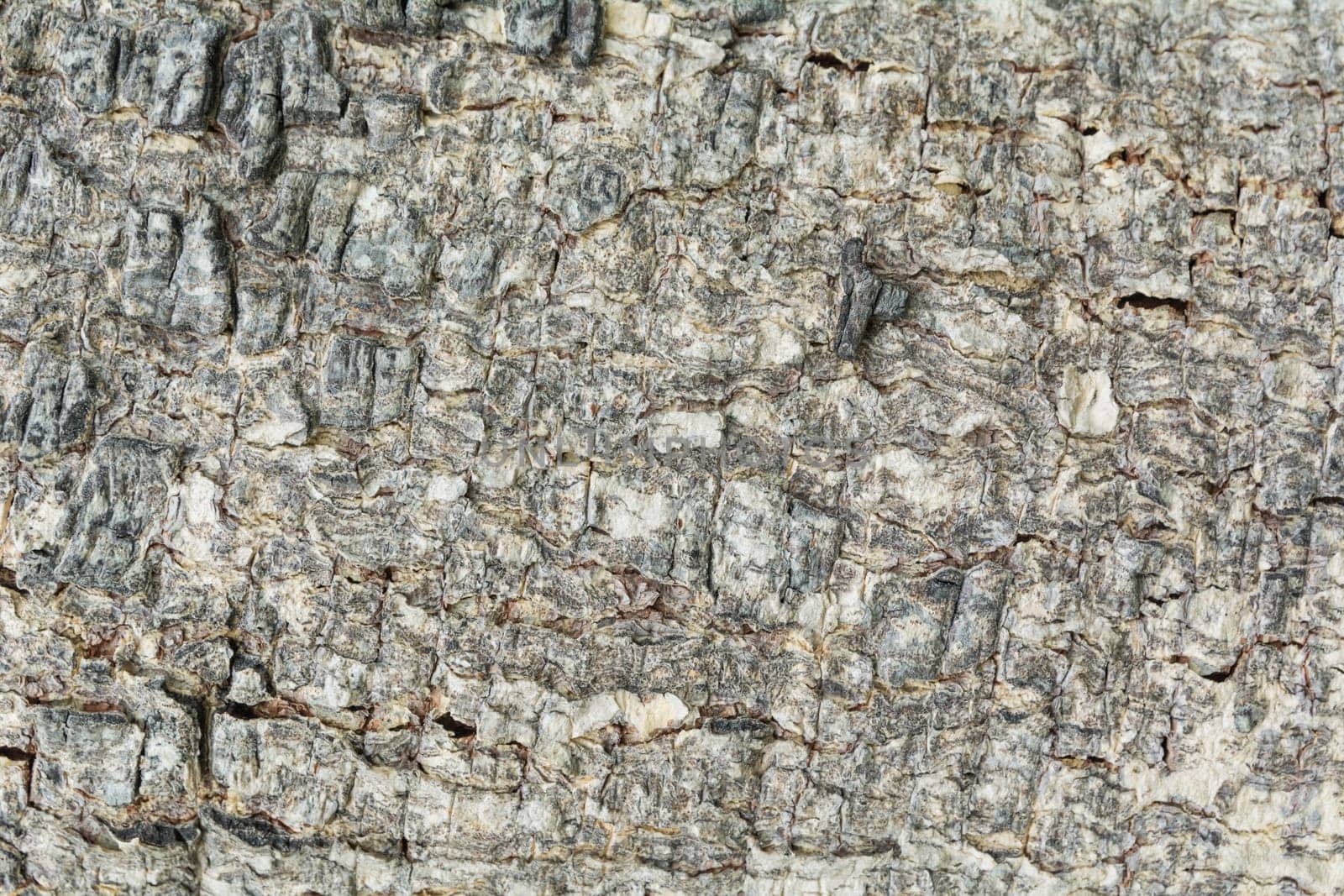 Close up of dry tree bark texture background.