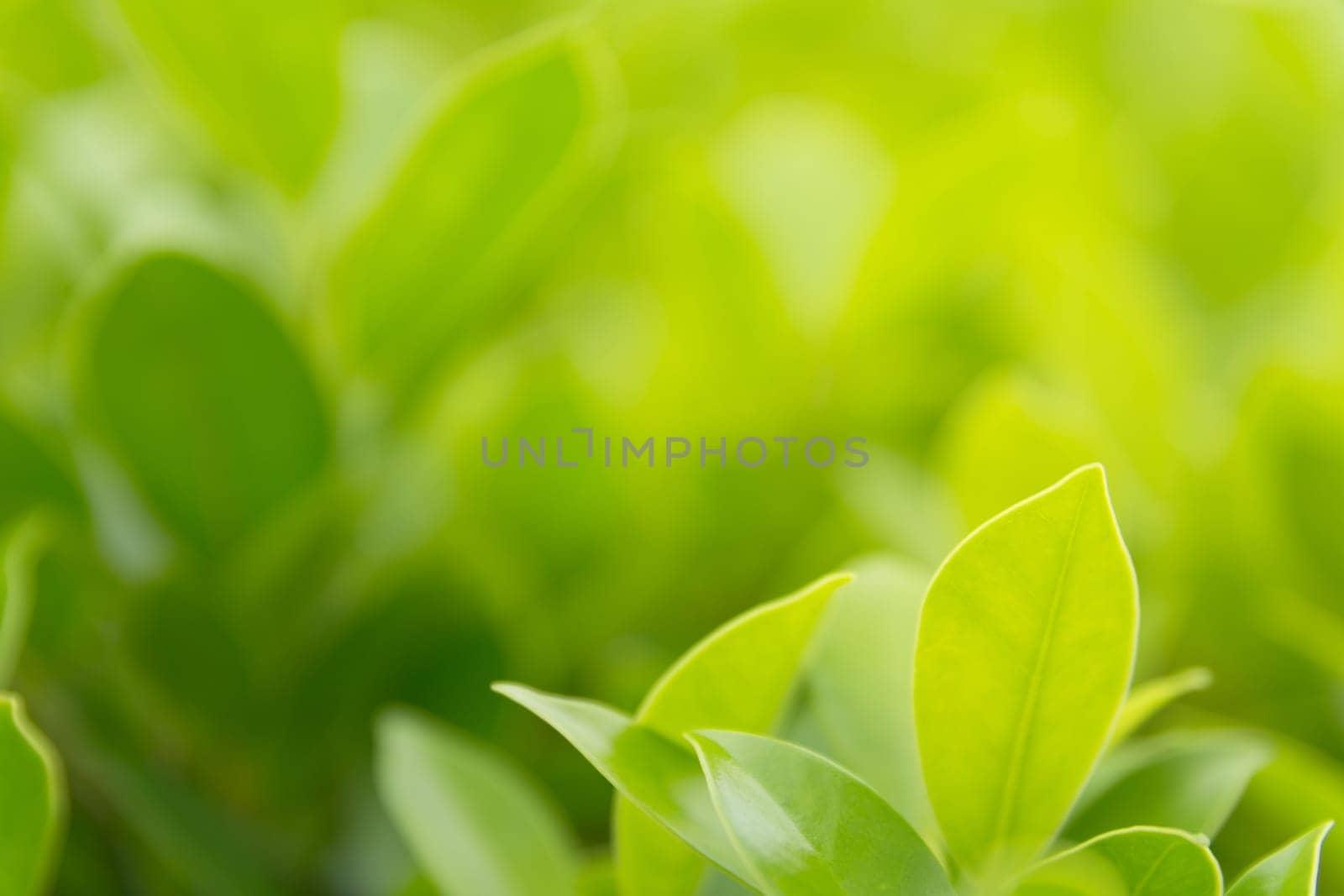 Green leaf macro, green fresh plants close up for nature concept.
