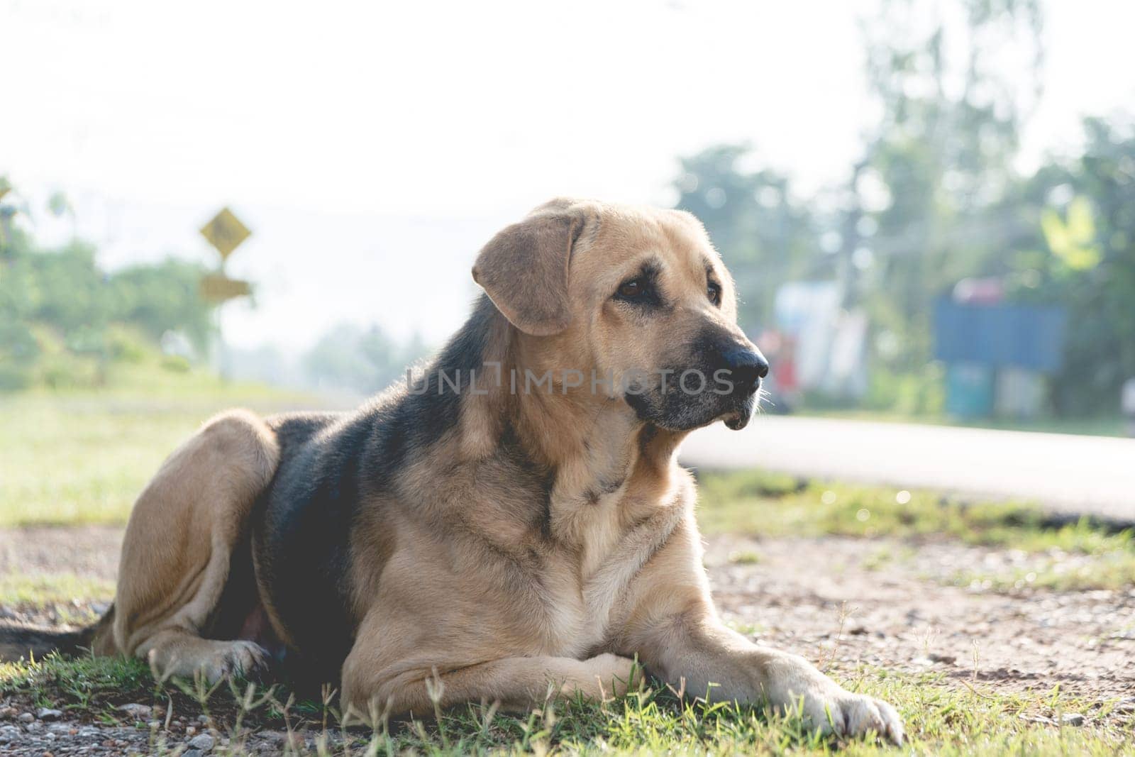 Dog playing outdoors in the grass on a sunny summer day.