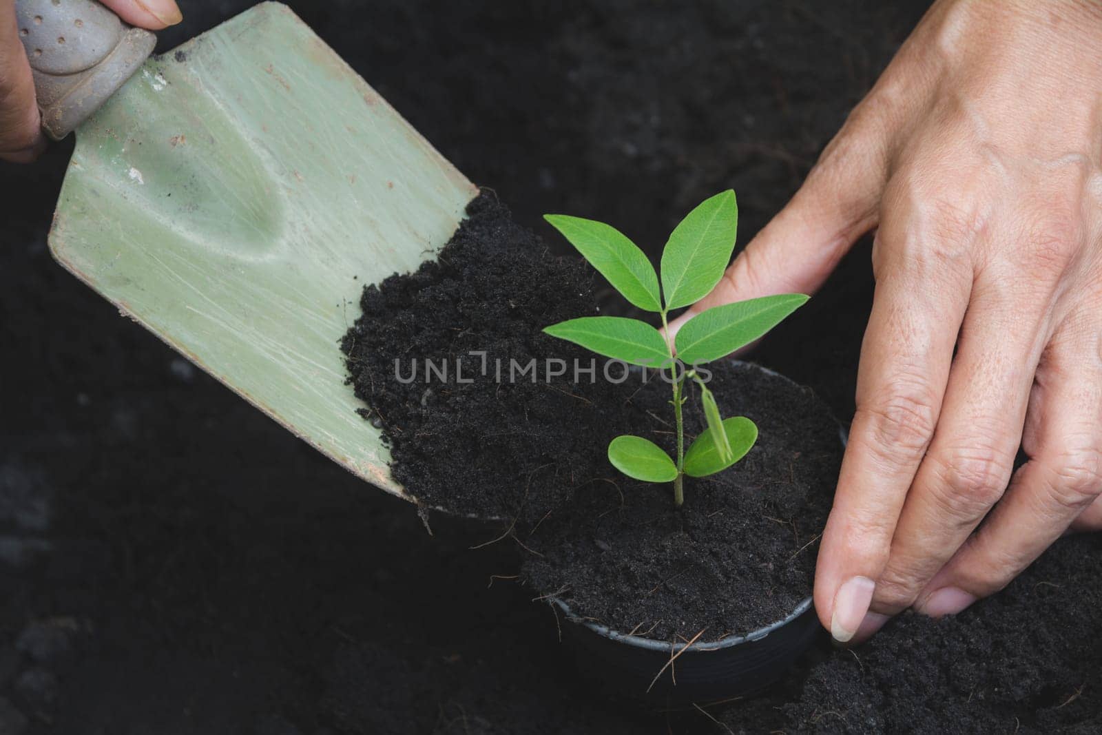 Seedling concept by human hand with young tree on nature background.