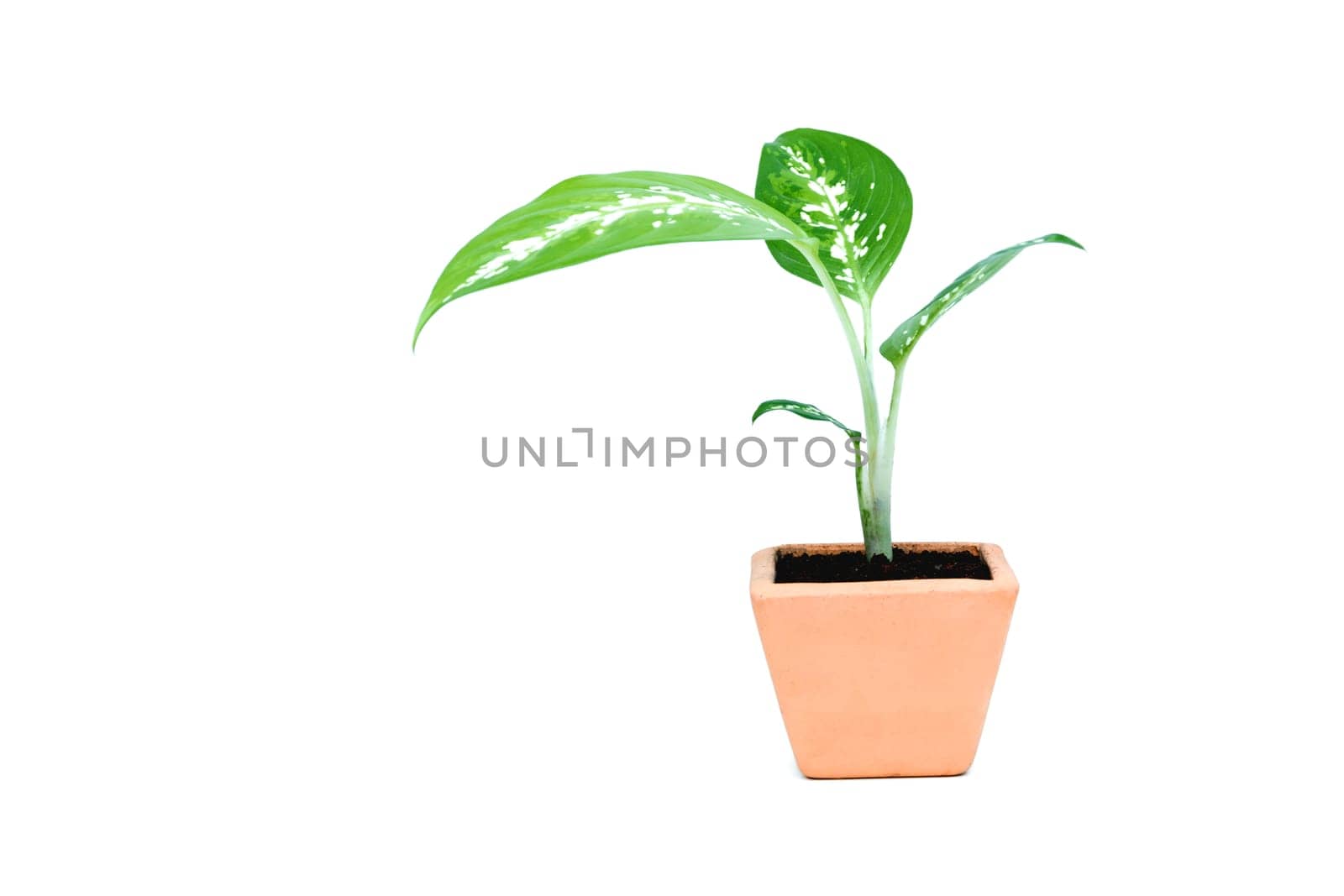 Green potted plant, trees in the cement pot isolated on white background.
