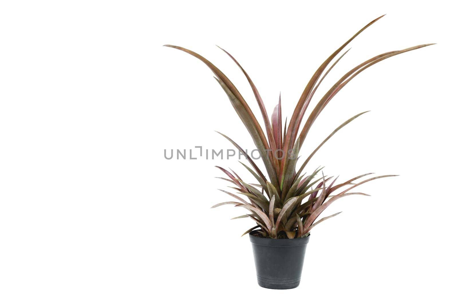 Green potted plant, trees in the cement pot isolated on white background.