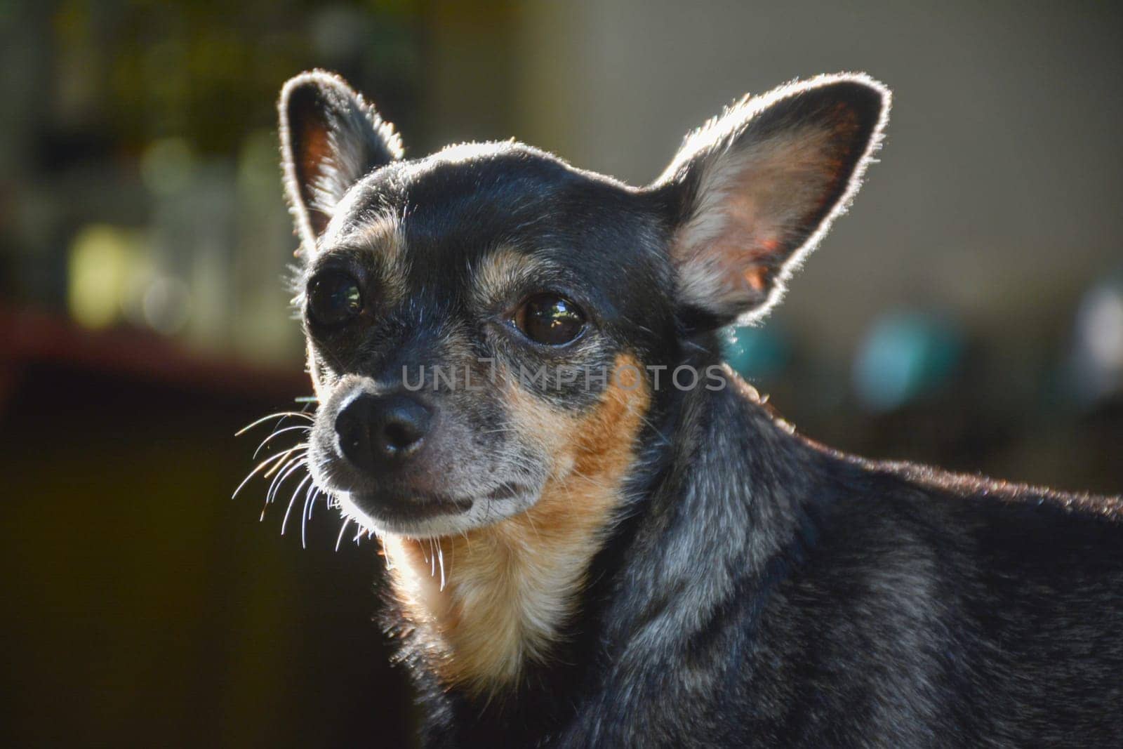 Cute black and small chihuahua dog looking on blur background.