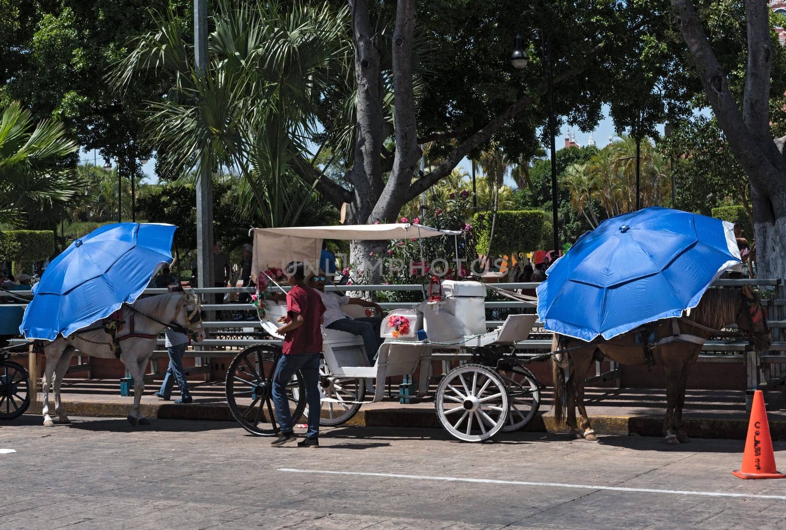 horse drawn carriages on a city street in front of the plaza grande square in merida, mexico.