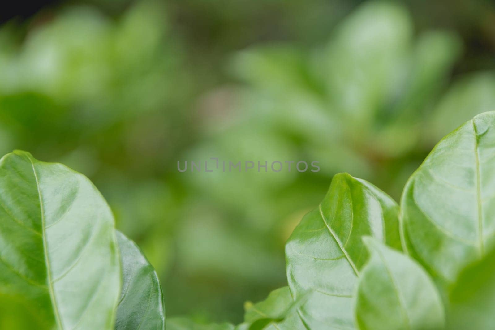 Close up of green leaf. Green fresh plants on nature background.