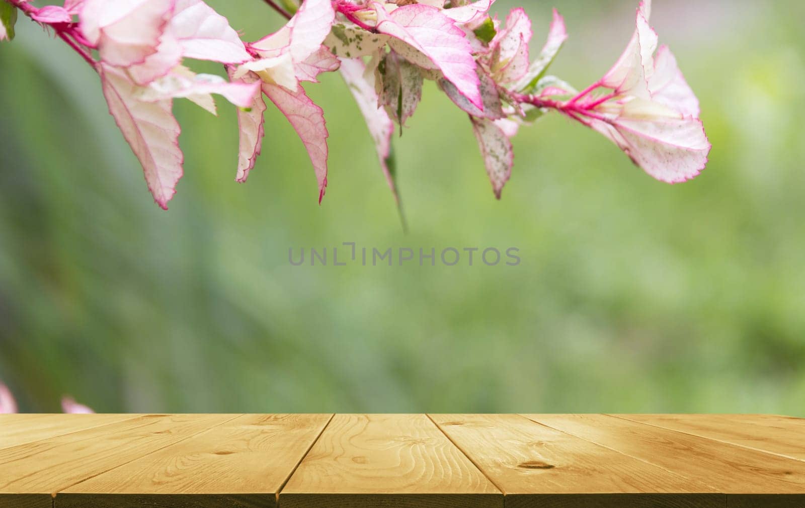 Macro of Sweet flower with wooden table. Close up white flowers on nature background.