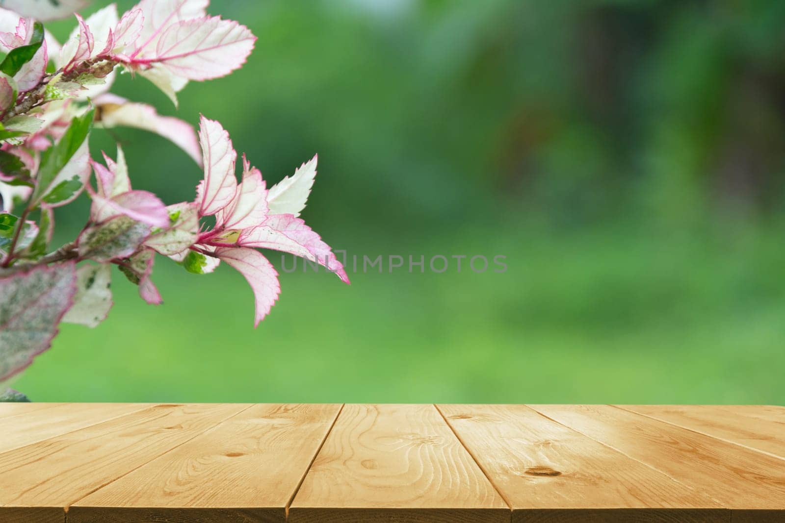 Macro of Sweet flower with wooden table. Close up white flowers on nature background.