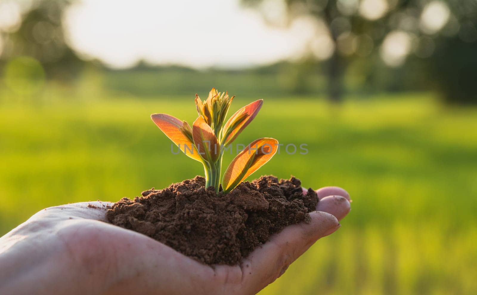 Human hands holding green small plant life and ecology concept.