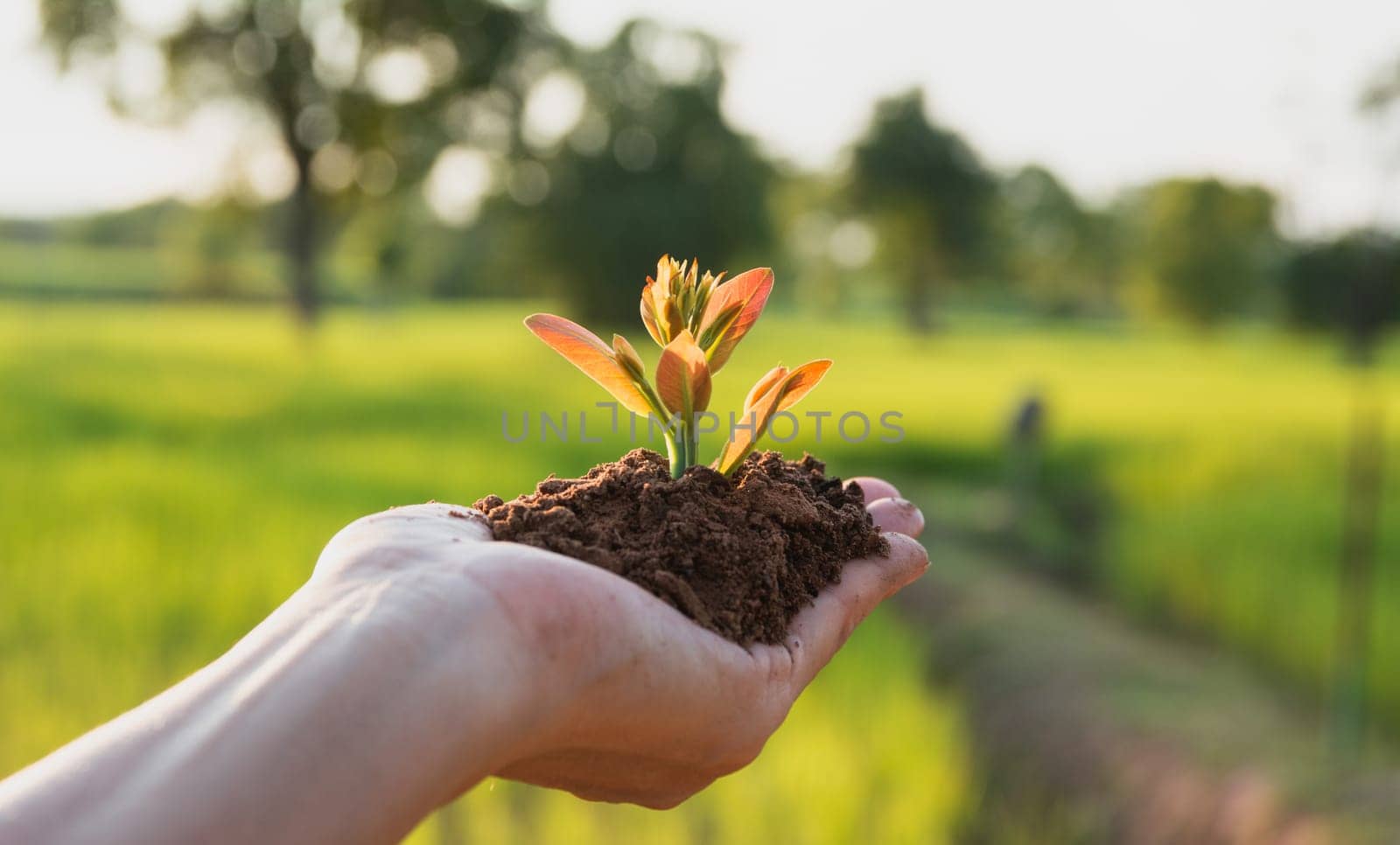 Human hands holding green small plant life and ecology concept.