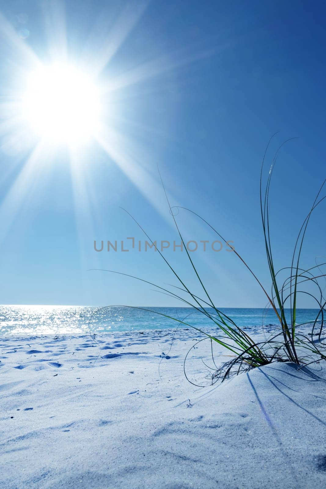 Close up white sand beach and green bushes over sunny blue sky and sea in Sarasota, Florida, USA