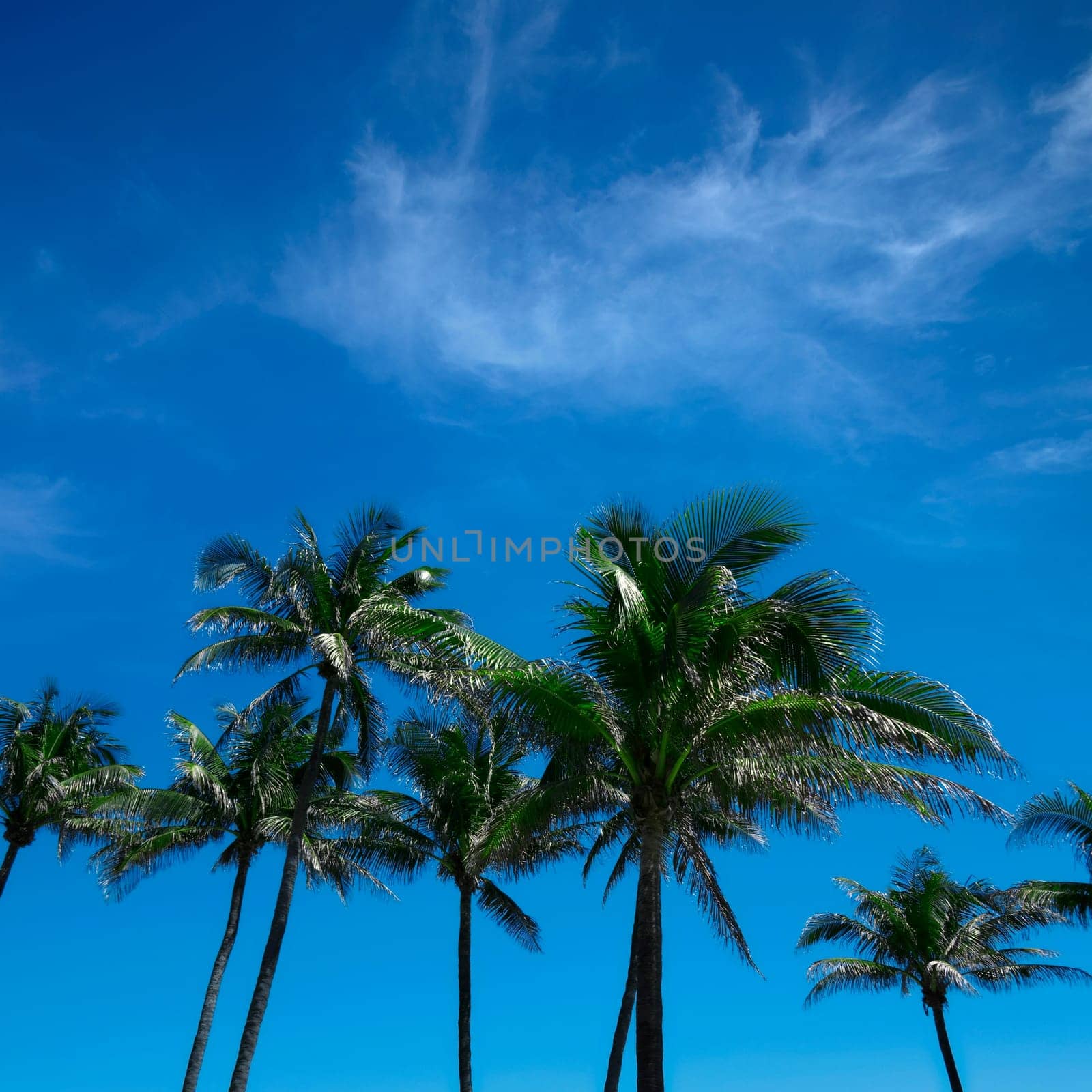 Group of close up tall palm trees in a row over clear blue sky in Deerfield beach, Florida, USA