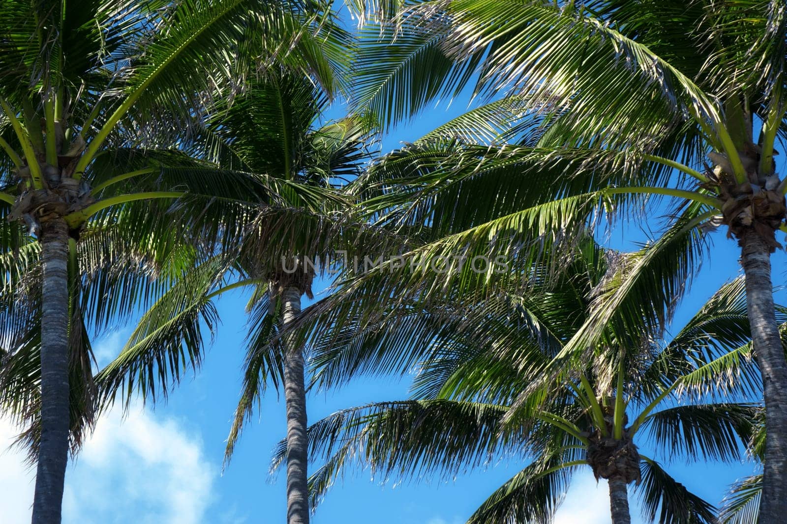 Group of close up tall coconut palm trees over sunny blue sky in Deerfield beach, Florida, USA