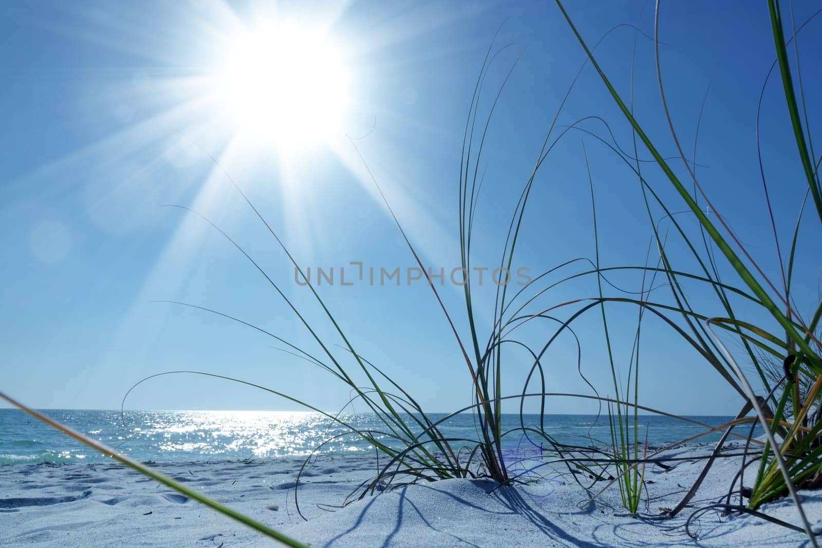 Close up white sand beach and green bushes over sunny blue sky and sea in Sarasota, Florida, USA