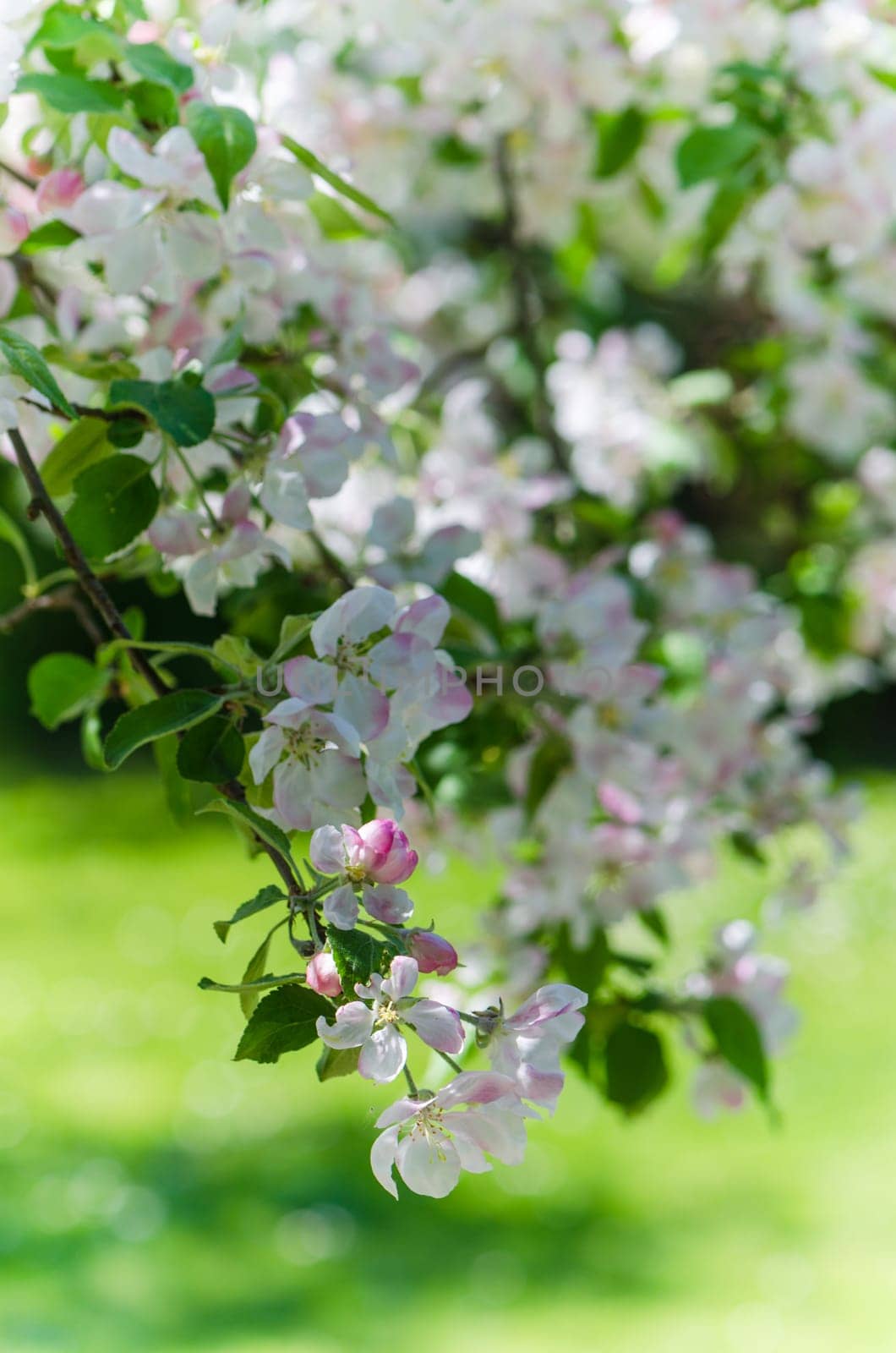 Branch of blossoming apple-tree, close-up