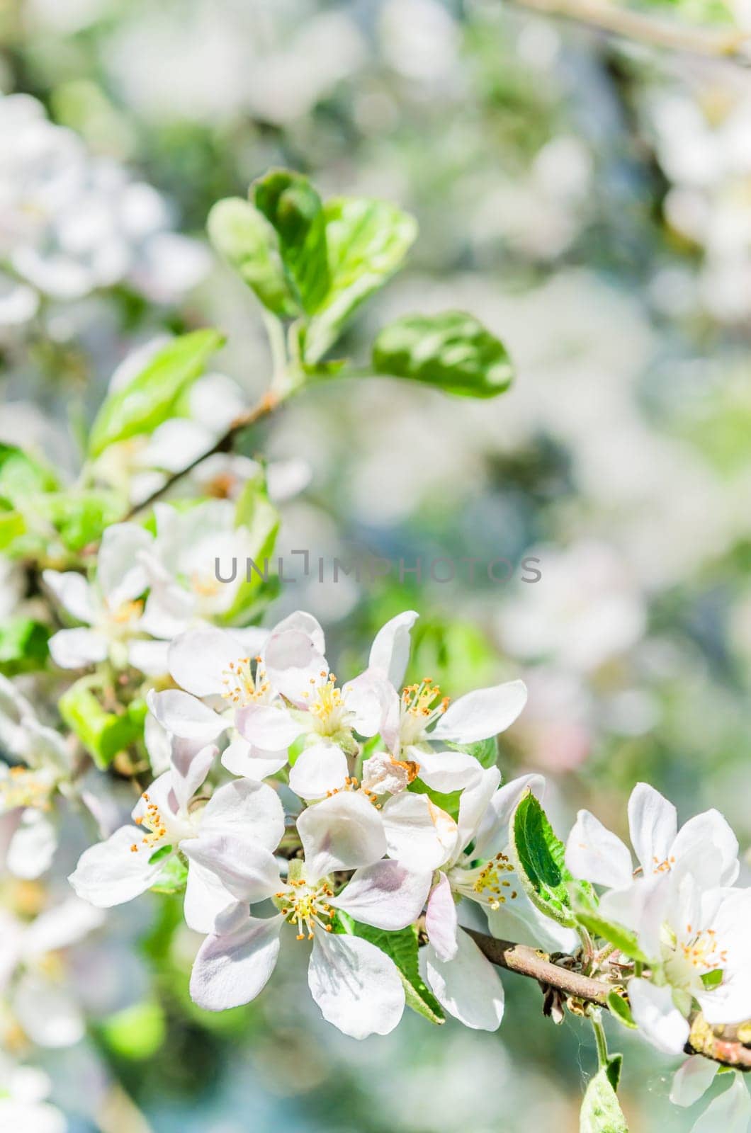 Branch of blossoming apple-tree, close-up