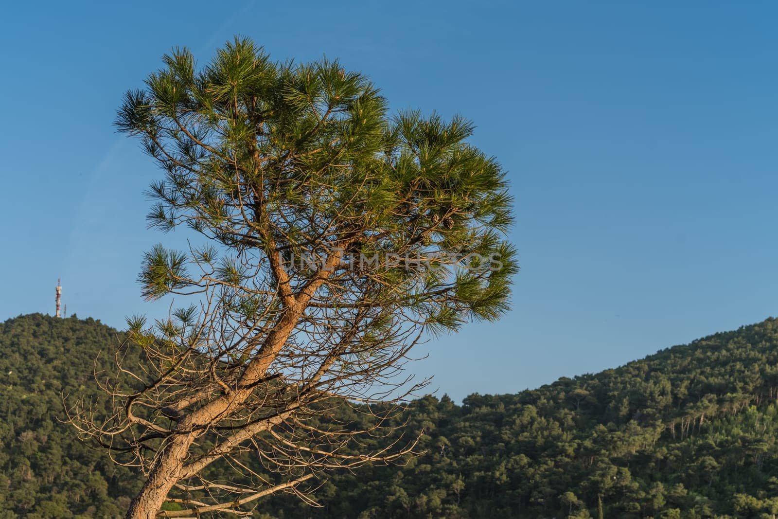 Single pine tree on the rocky Croatian coast in Dubrovnik in summer, Croatia