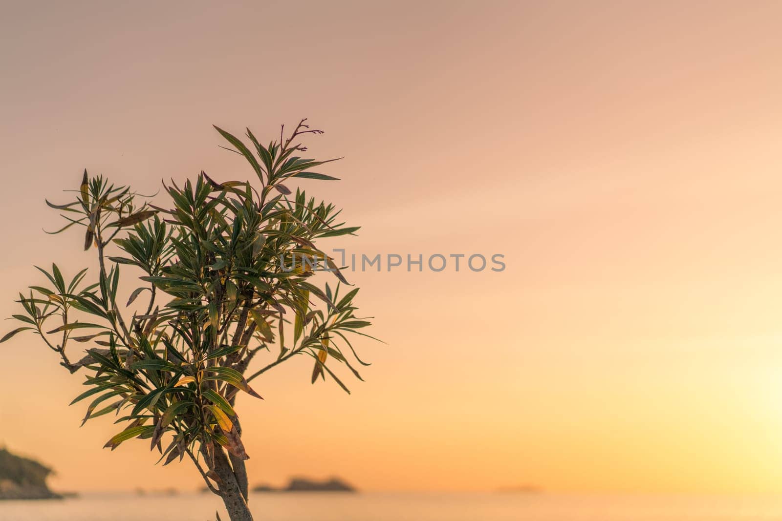 Small branch of a plant or tree at sunset on the rocky Croatian coast in Dubrovnik in summer, Croatia