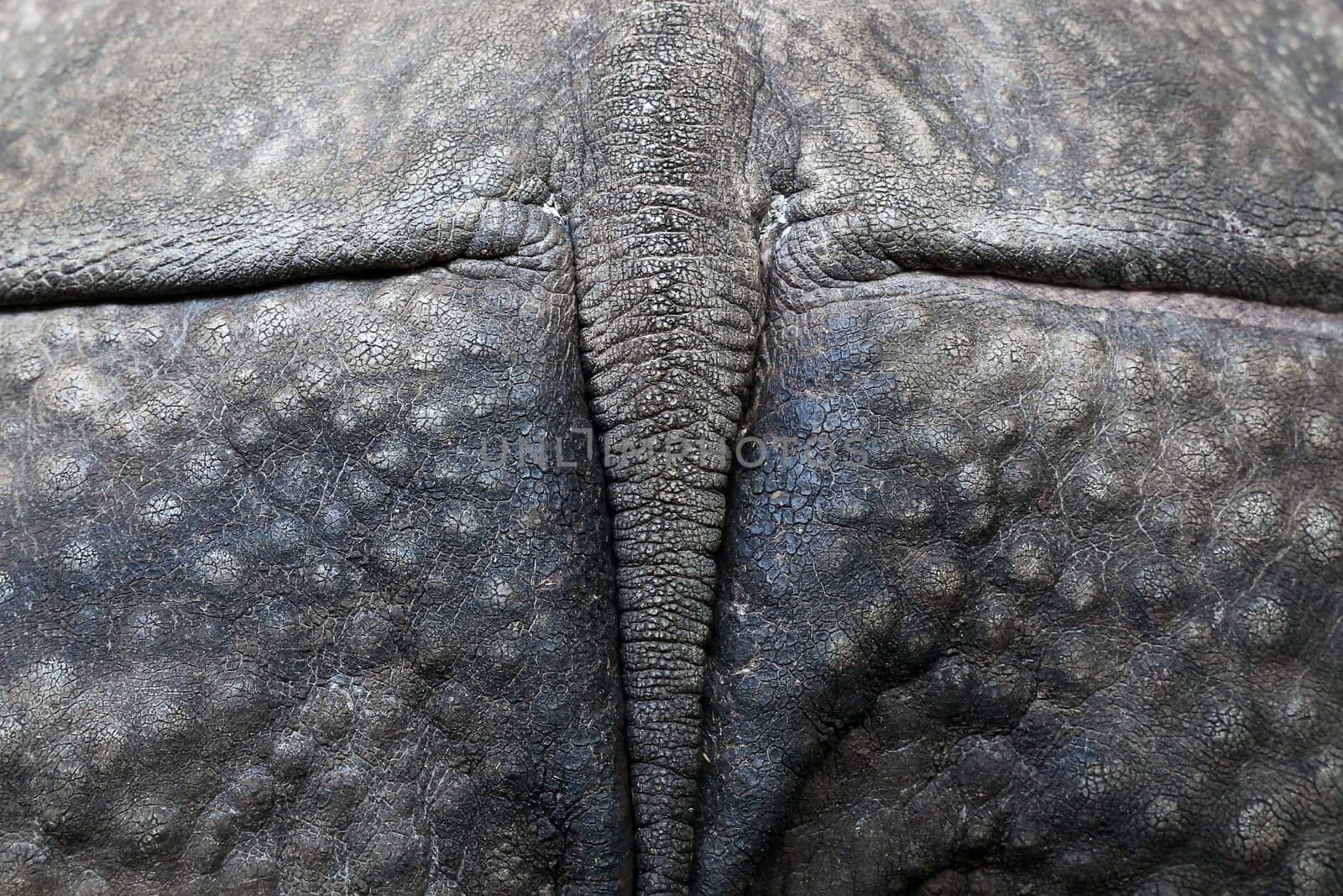 Back rhinoceros Rhinoceros unicornis