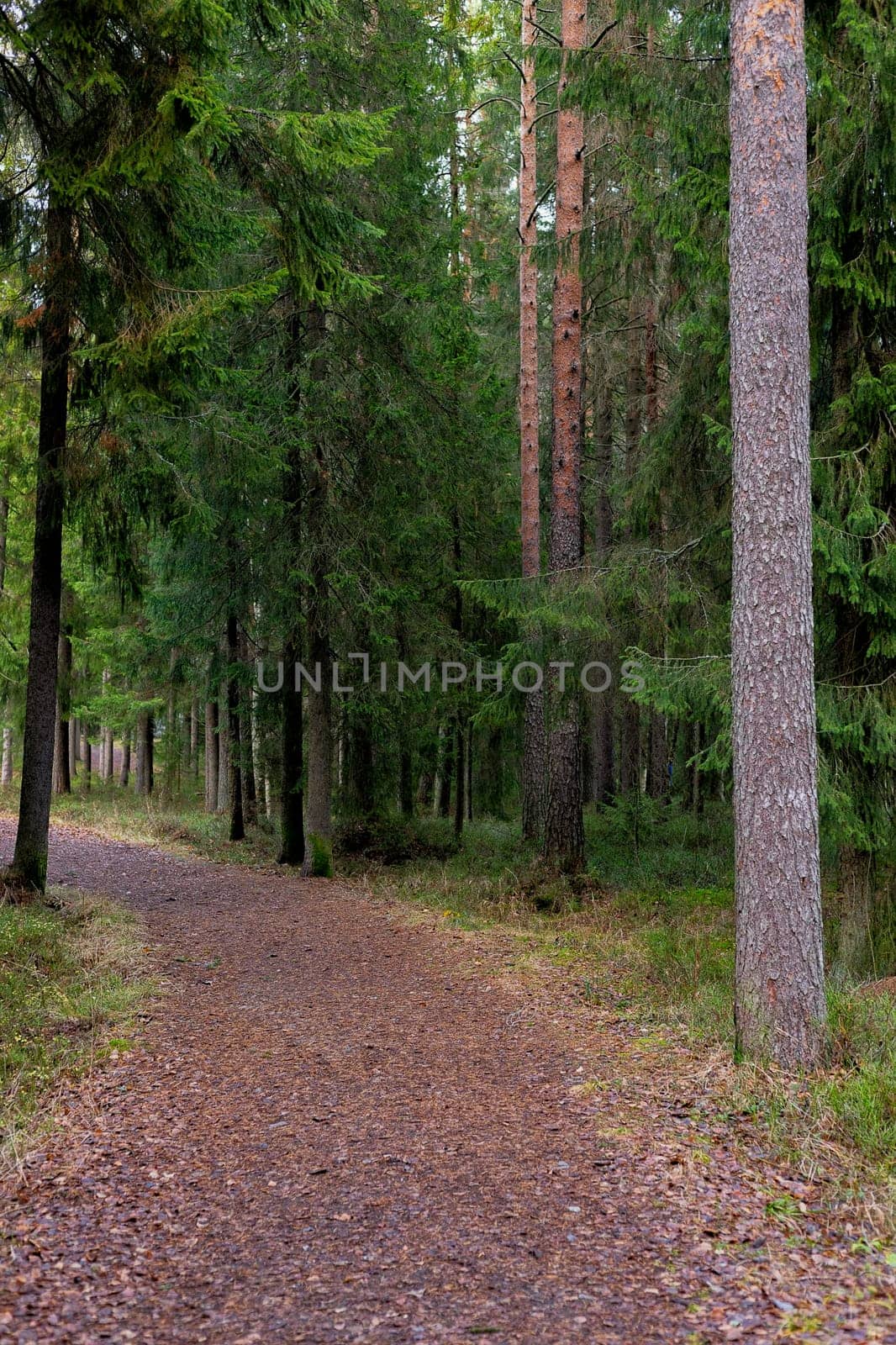 Path in Woods with spruce and pine trees.