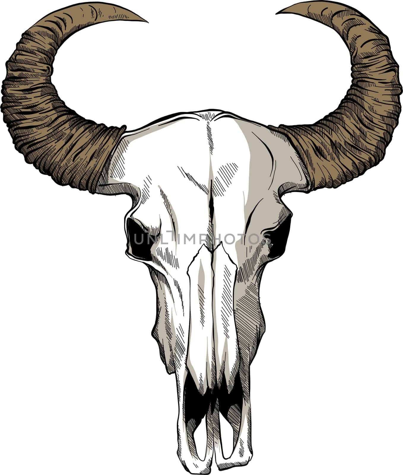 Illustration with goat skull. Hand drawn