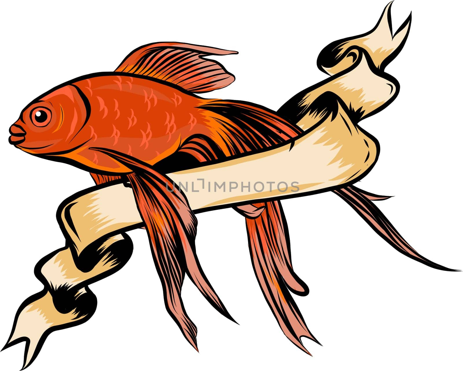 Red Drum, Redfish. Vector illustration with refined details and optimized stroke that allows the image to be used in small sizes
