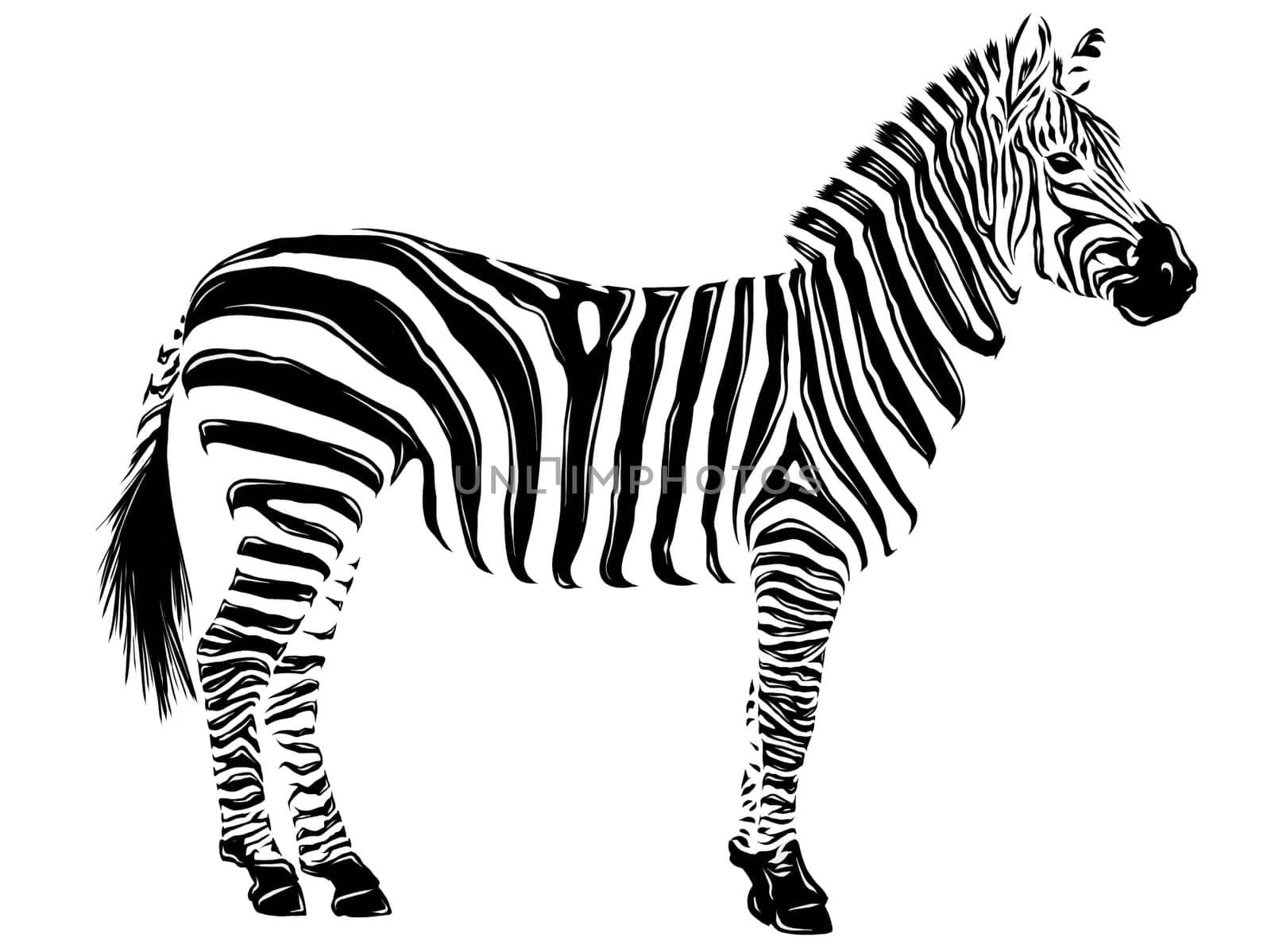 illustration animal zebra white background