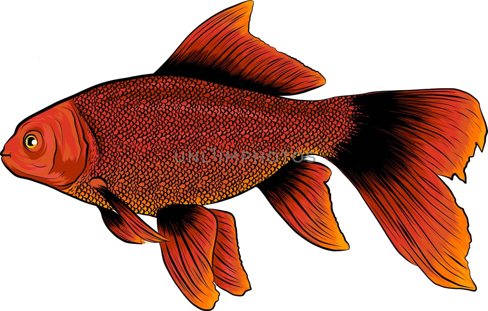 Red Drum, Redfish. Vector illustration with refined details and optimized stroke that allows the image to be used in small sizes