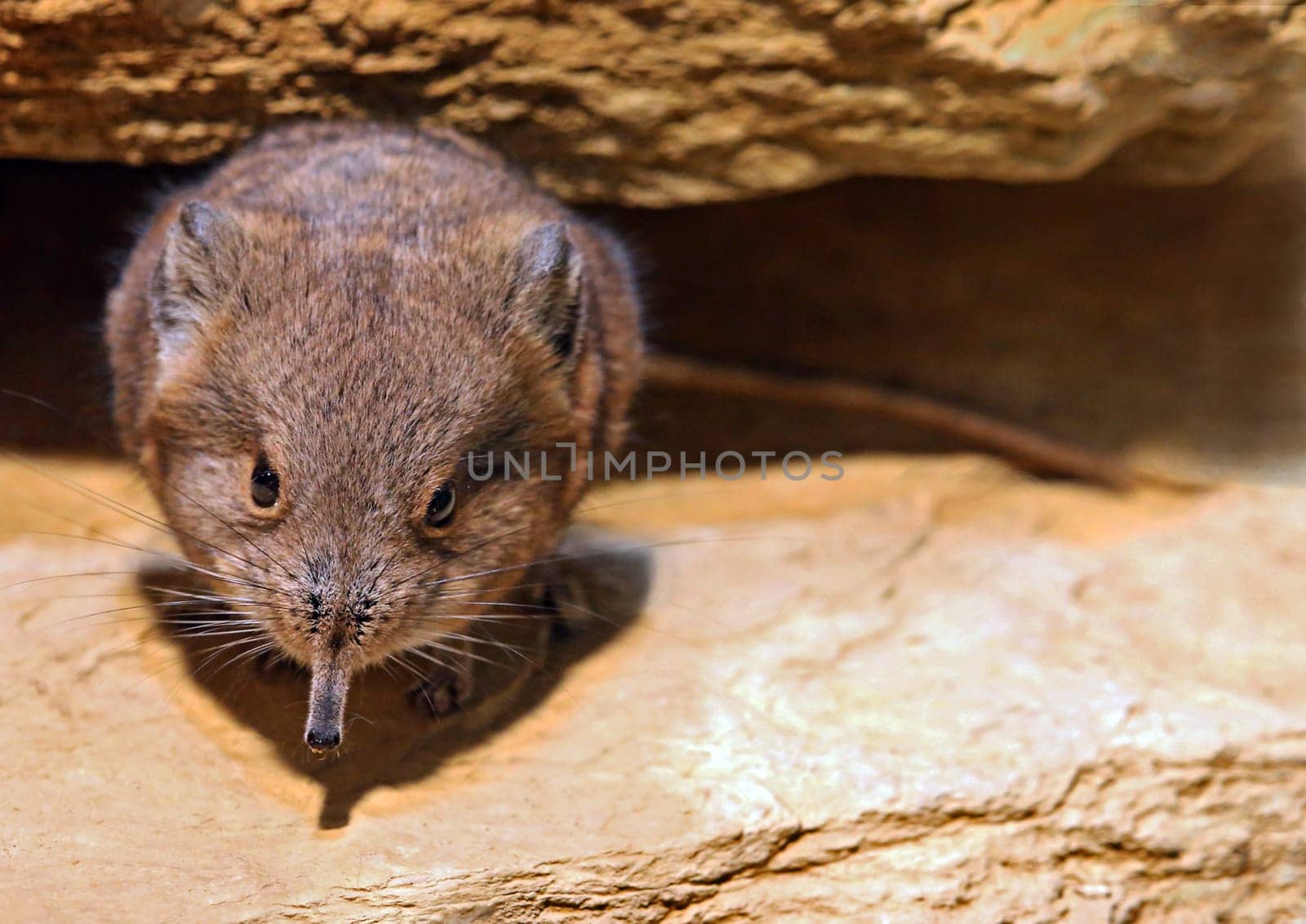 Portrait of shrew Macroscelides proboscideus