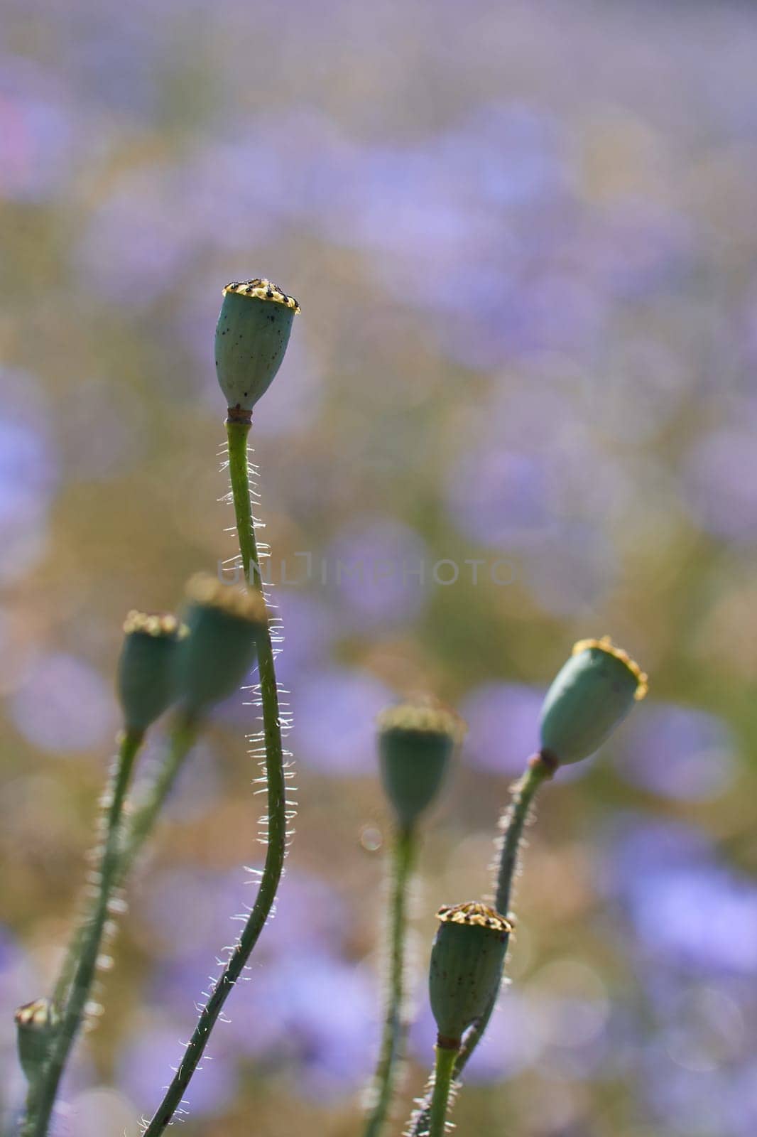 Fruit capsule from poppy in a detailed shot