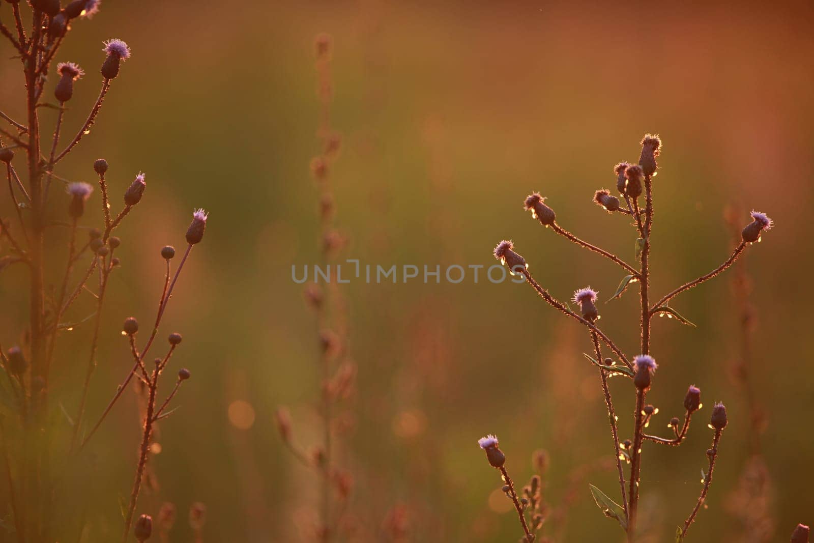 Field at sunset, sunset on meadow. Grass in the sunlight background. Summer, autumn, fall season landscape. Summertime, autumntime sun scene in Latvia. Backlight.